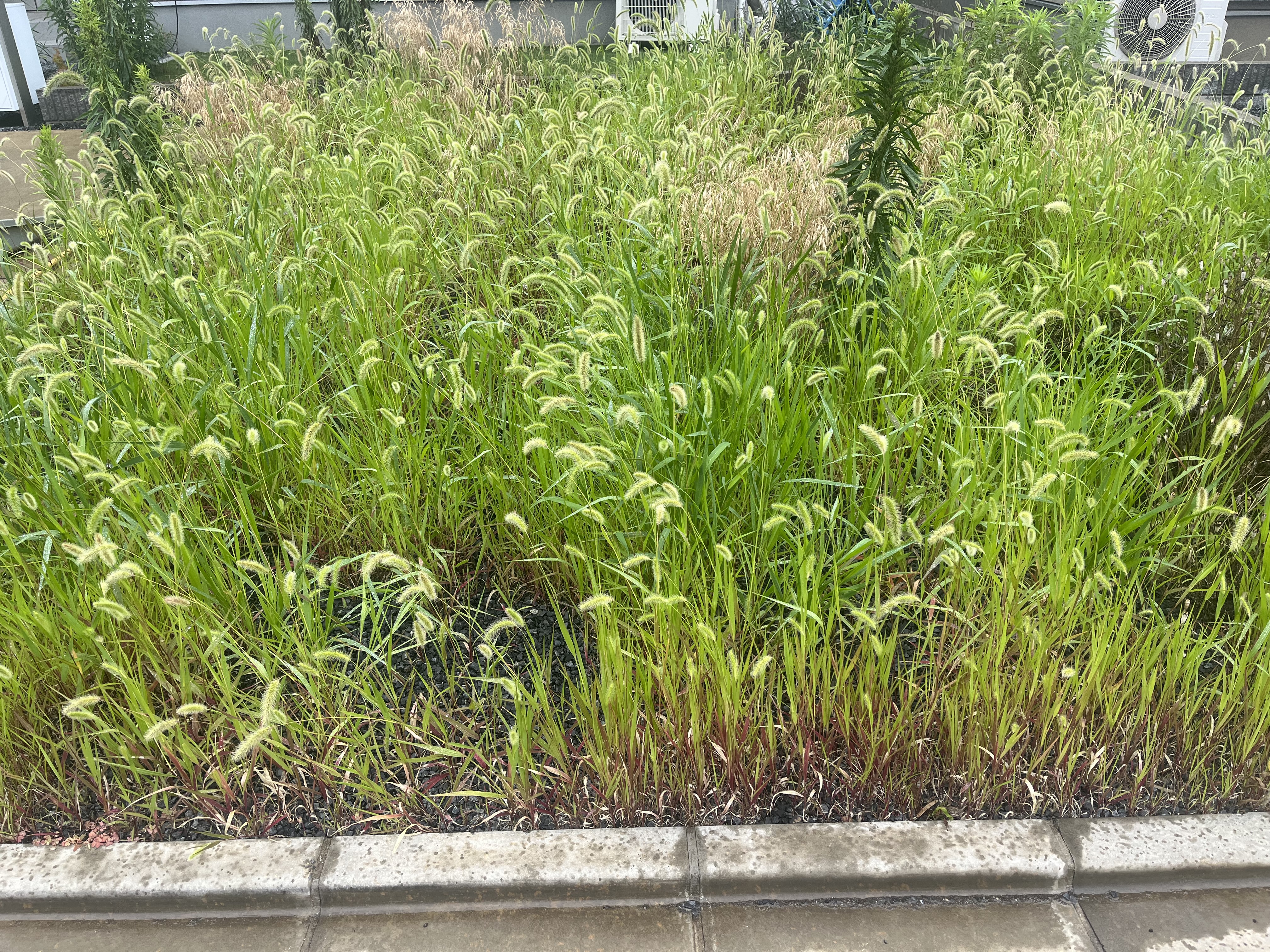草むしり作業 作業前