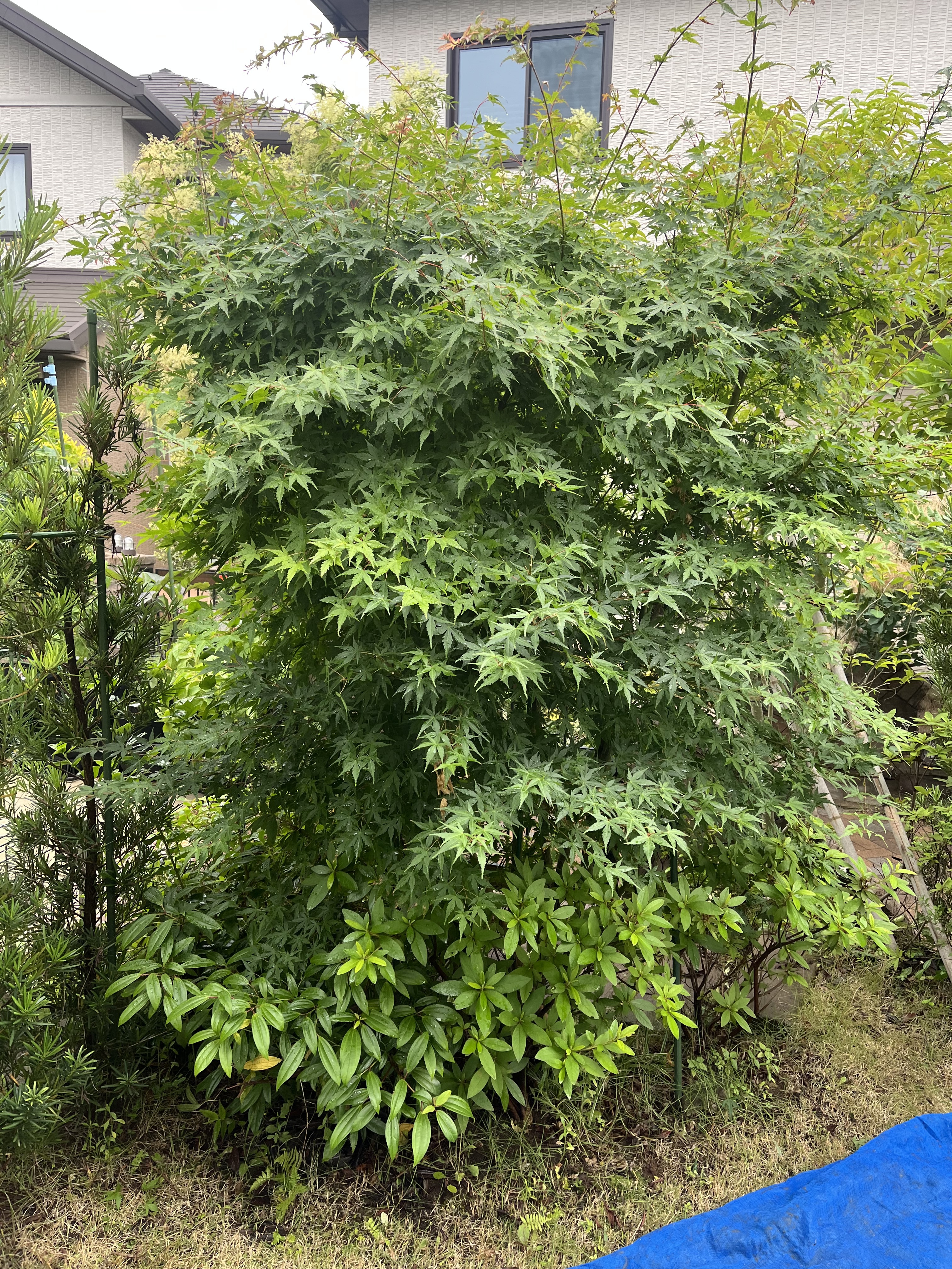 樹木剪定 作業前