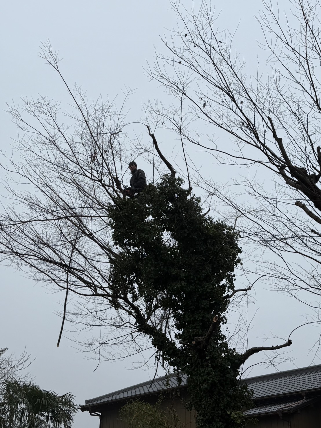 伐採作業